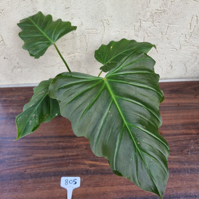 #805 Philodendron Corsinianum / 'Bronze Shield'