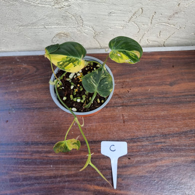#C Variegated Philodendron Hederaceum var. Hederaceum (Micans)