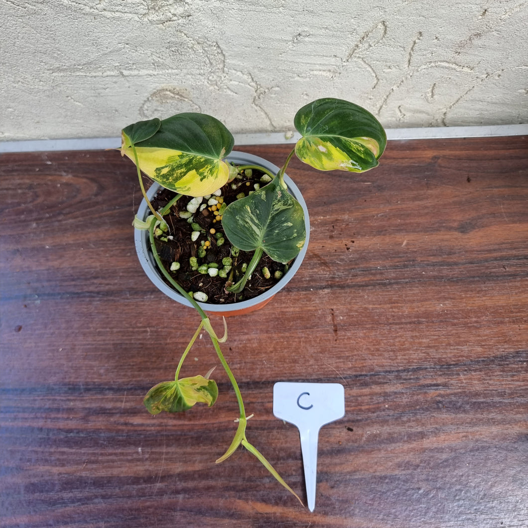 #C Variegated Philodendron Hederaceum var. Hederaceum (Micans)