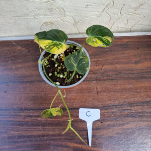 #C Variegated Philodendron Hederaceum var. Hederaceum (Micans)