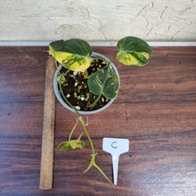 Load image into Gallery viewer, #C Variegated Philodendron Hederaceum var. Hederaceum (Micans)