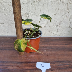 #C Variegated Philodendron Hederaceum var. Hederaceum (Micans)