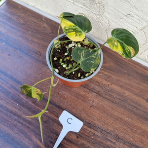 #C Variegated Philodendron Hederaceum var. Hederaceum (Micans)