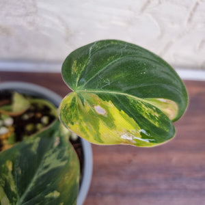#C Variegated Philodendron Hederaceum var. Hederaceum (Micans)