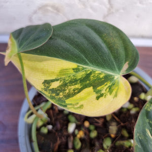 #C Variegated Philodendron Hederaceum var. Hederaceum (Micans)