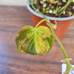 #C Variegated Philodendron Hederaceum var. Hederaceum (Micans)