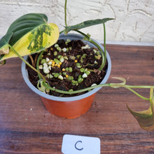 Load image into Gallery viewer, #C Variegated Philodendron Hederaceum var. Hederaceum (Micans)