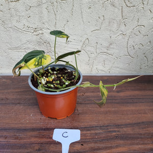 #C Variegated Philodendron Hederaceum var. Hederaceum (Micans)
