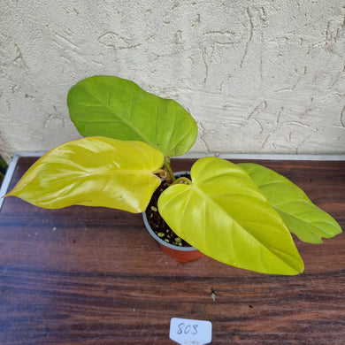 #803 Philodendron Golden Erubescens
