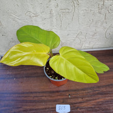 Load image into Gallery viewer, #803 Philodendron Golden Erubescens
