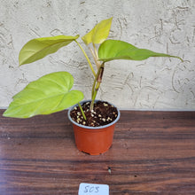 Load image into Gallery viewer, #803 Philodendron Golden Erubescens
