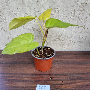 #803 Philodendron Golden Erubescens
