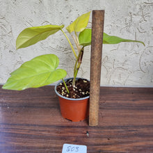 Load image into Gallery viewer, #803 Philodendron Golden Erubescens