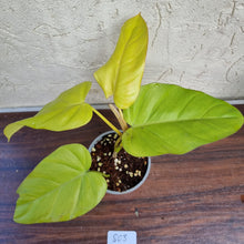 Load image into Gallery viewer, #803 Philodendron Golden Erubescens