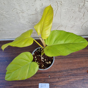 #803 Philodendron Golden Erubescens