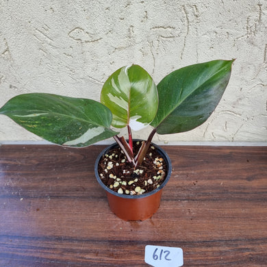 #612 Philodendron White Knight