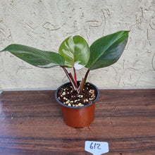 Load image into Gallery viewer, #612 Philodendron White Knight