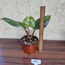 Load image into Gallery viewer, #612 Philodendron White Knight