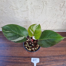 Load image into Gallery viewer, #612 Philodendron White Knight