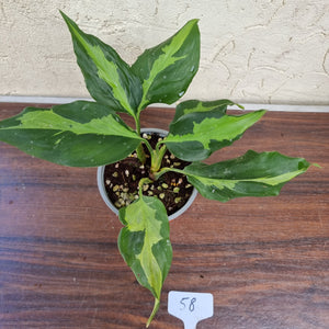 #58 Aglaonema Shingii - 2 x in pot