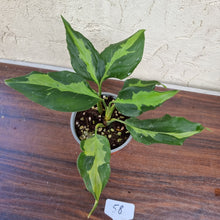 Load image into Gallery viewer, #58 Aglaonema Shingii - 2 x in pot