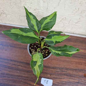 #58 Aglaonema Shingii - 2 x in pot