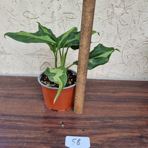 #58 Aglaonema Shingii - 2 x in pot