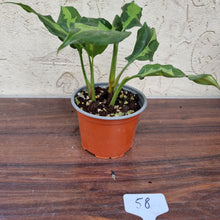 Load image into Gallery viewer, #58 Aglaonema Shingii - 2 x in pot