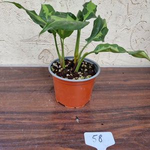 #58 Aglaonema Shingii - 2 x in pot