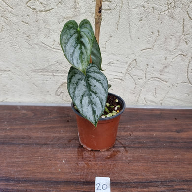 #20 Philodendron Brandtianum