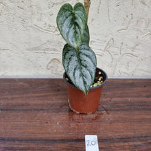 Load image into Gallery viewer, #20 Philodendron Brandtianum