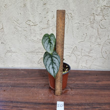 Load image into Gallery viewer, #20 Philodendron Brandtianum