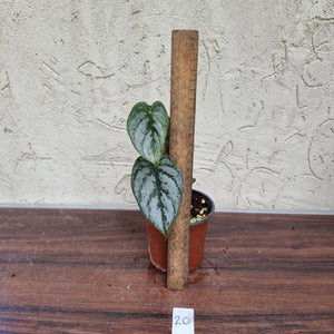 #20 Philodendron Brandtianum
