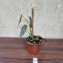 Load image into Gallery viewer, #20 Philodendron Brandtianum