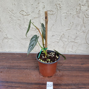 #20 Philodendron Brandtianum