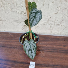 Load image into Gallery viewer, #20 Philodendron Brandtianum