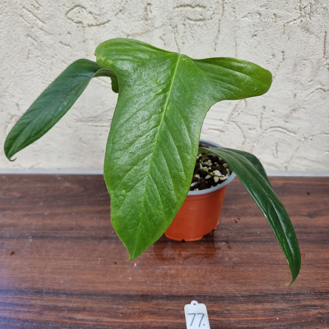 #77 Anthurium Truncicola