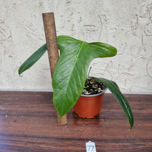 Load image into Gallery viewer, #77 Anthurium Truncicola