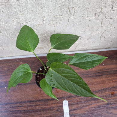 #10 Anthurium Bosworth Beauty