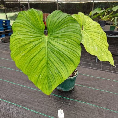 #8 Philodendron Silver Cloud