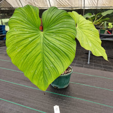 Load image into Gallery viewer, #8 Philodendron Silver Cloud