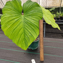 Load image into Gallery viewer, #8 Philodendron Silver Cloud