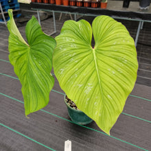 Load image into Gallery viewer, #8 Philodendron Silver Cloud