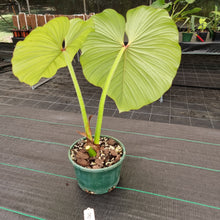 Load image into Gallery viewer, #8 Philodendron Silver Cloud