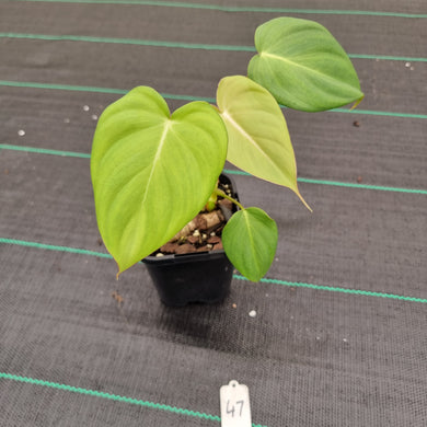 #47 Philodendron Dean McDowell