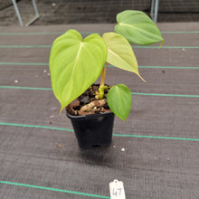 Load image into Gallery viewer, #47 Philodendron Dean McDowell