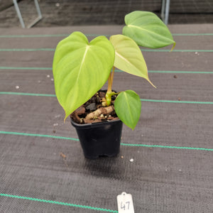 #47 Philodendron Dean McDowell