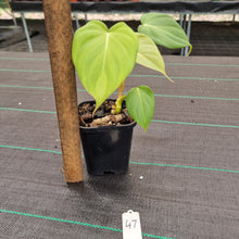 Load image into Gallery viewer, #47 Philodendron Dean McDowell