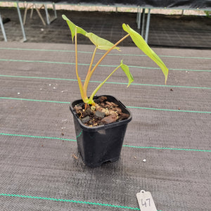 #47 Philodendron Dean McDowell