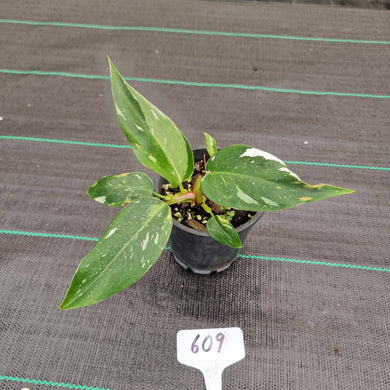 #609 Philodendron White Princess